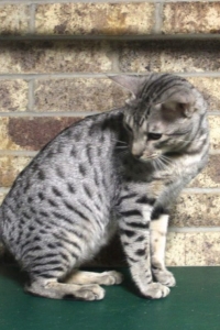 Grey Spotted Exotic Kitten at KezKatz Cattery