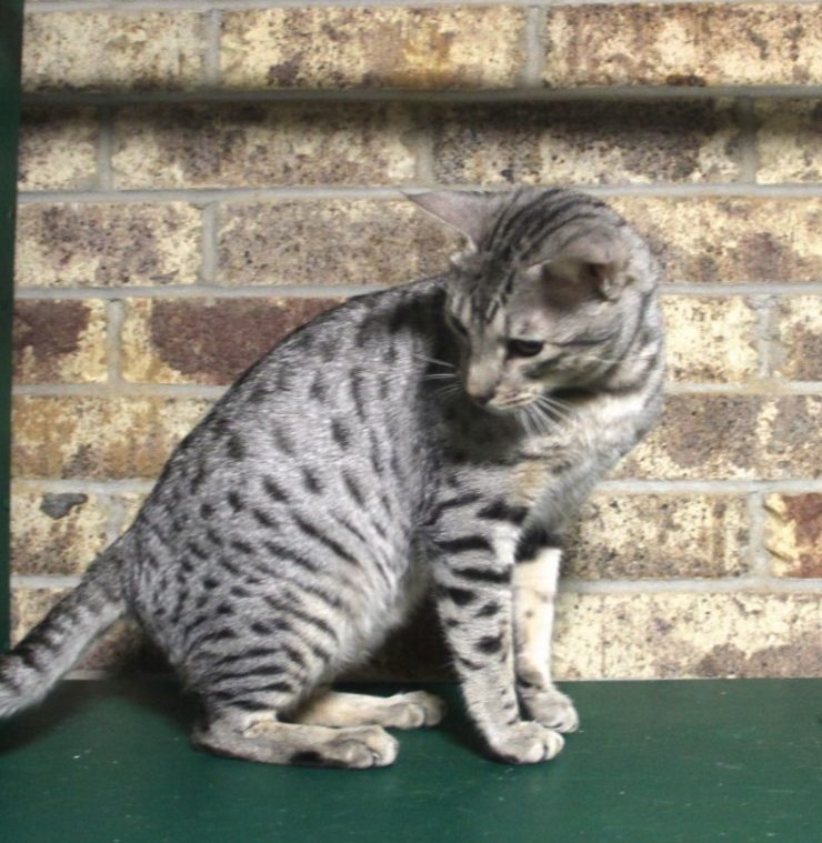 Grey Spotted Exotic Kitten at KezKatz Cattery