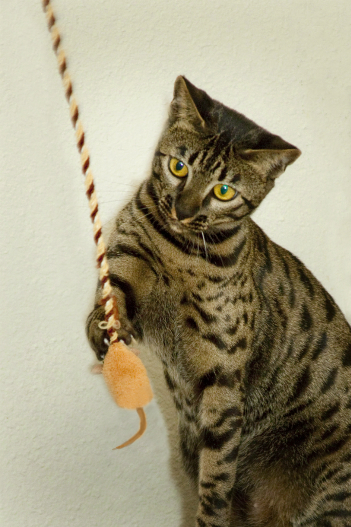 Exotic Kitten Playing with String at KezKatz Cattery
