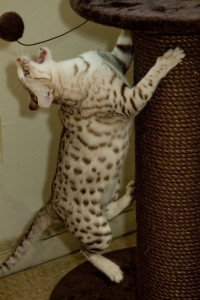 Exotic Kitten Playing with a Yarn Ball at KezKatz Cattery