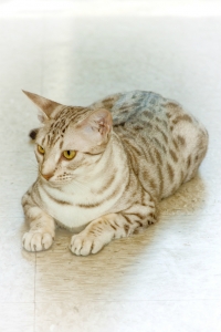 Exotic Kitten Laying Down at KezKatz Cattery