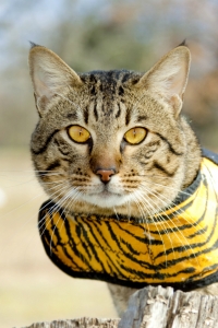 Exotic Kitten with Orange Eyes at KezKatz Cattery