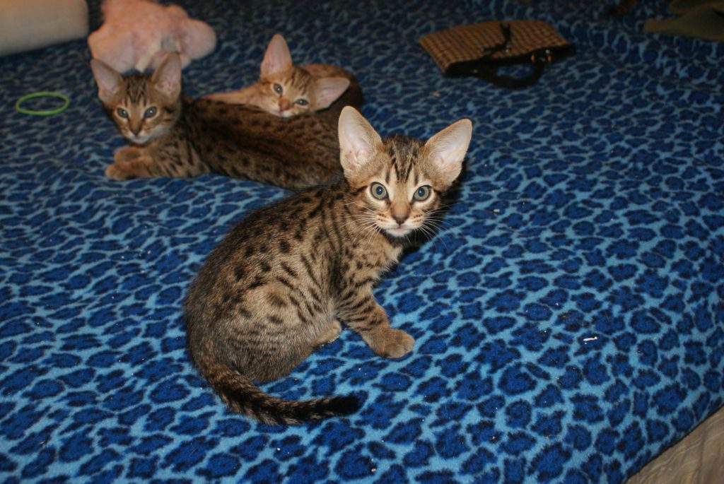 King Spark, Ocicat