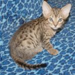 Spark - Ocicat Kittens at KezKatz Cattery