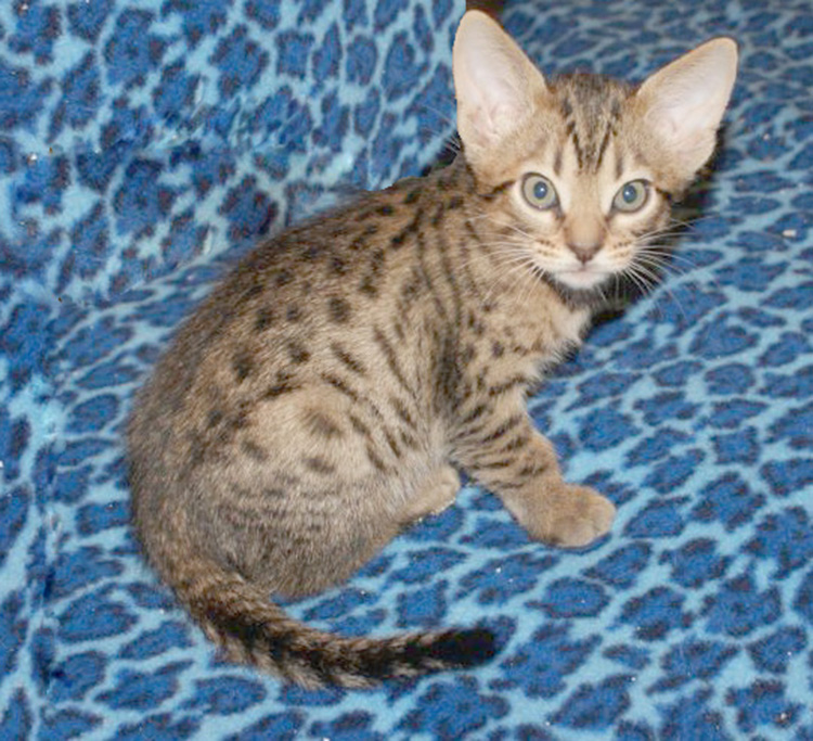 Spark - Ocicat Kittens at KezKatz Cattery