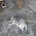 Brat - Egyptian Mau Kittens at KezKatz Cattery