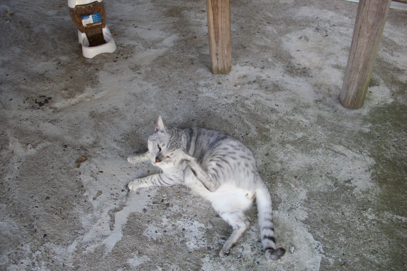 Brat - Egyptian Mau Kittens at KezKatz Cattery