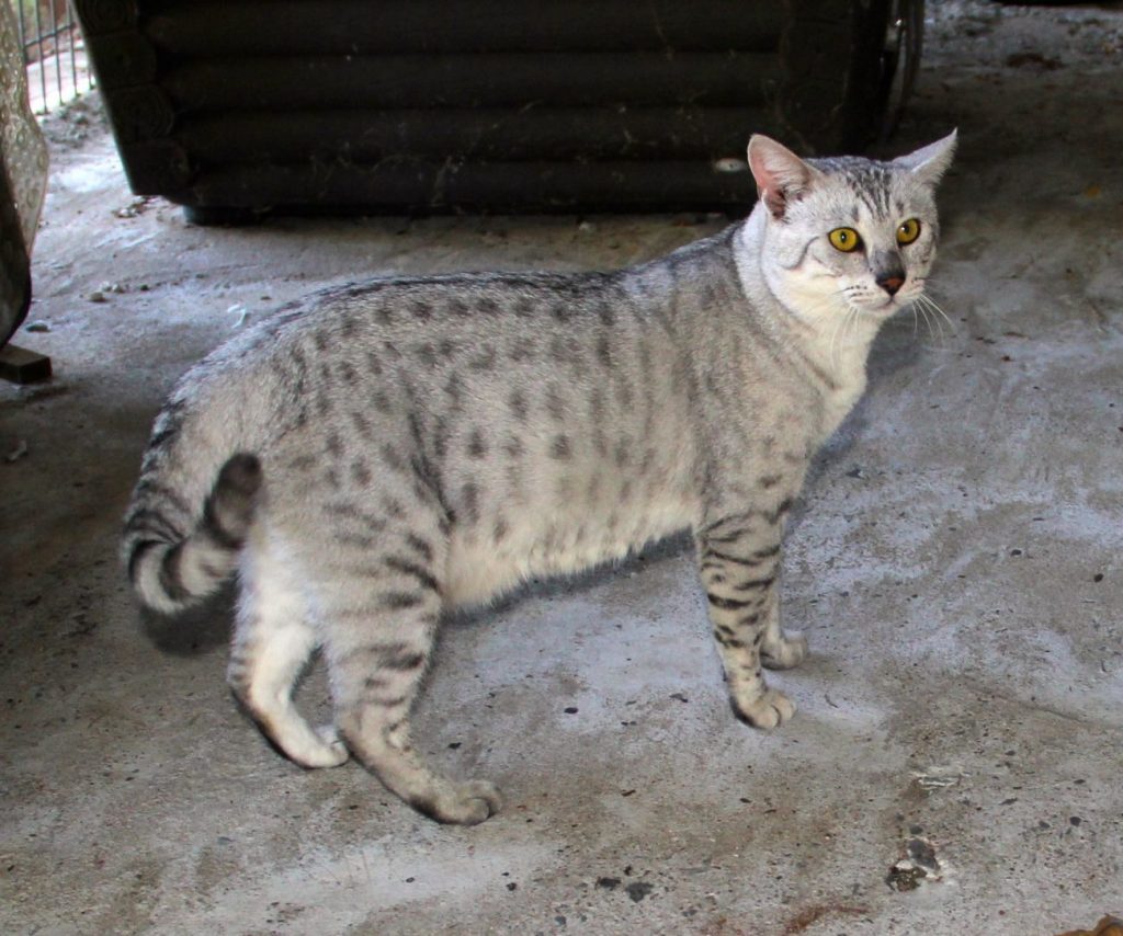 Brat, Egyptian Mau