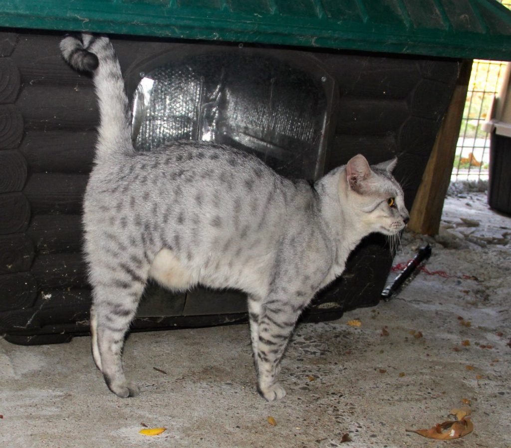 Brat, Egyptian Mau