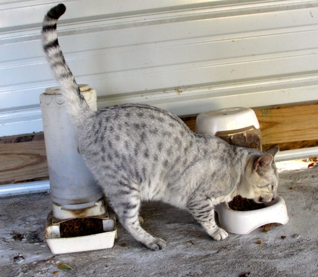 Brat, Egyptian Mau