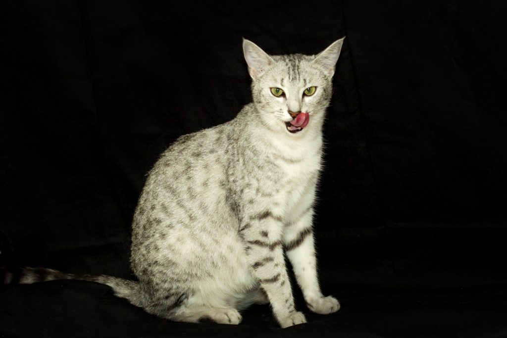 Egyptian Mau, Ankhesenpaaten. Female