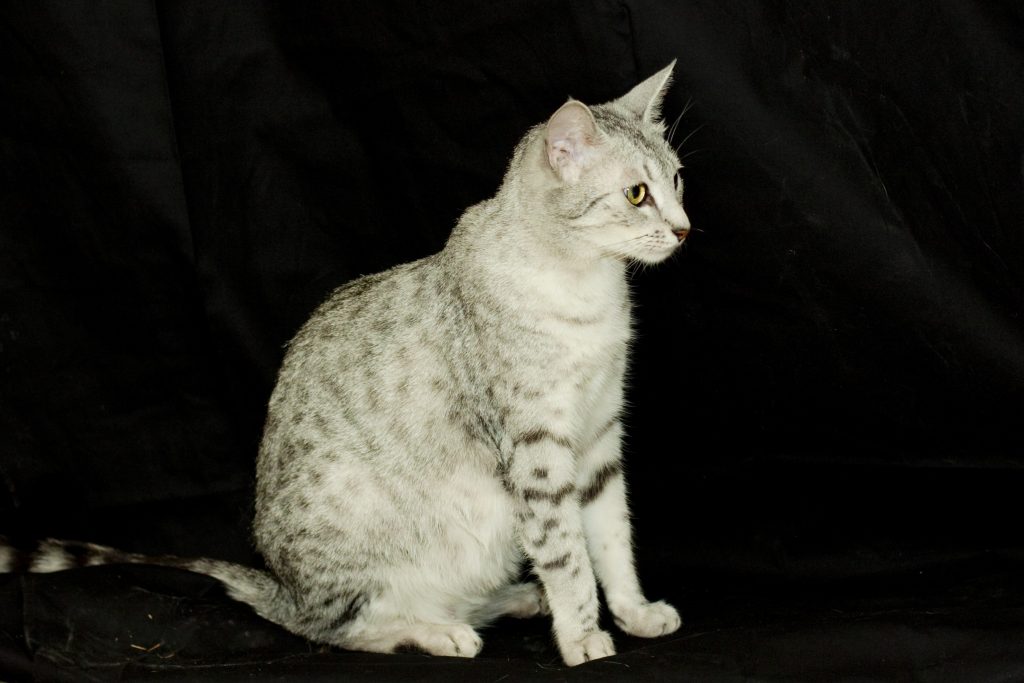 Egyptian Mau, Ankhesenpaaten. Female