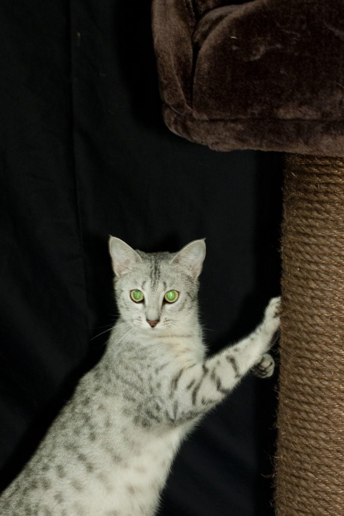 Egyptian Mau, Ankhesenpaaten. Female