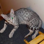 Jelly Bean, Ocicat