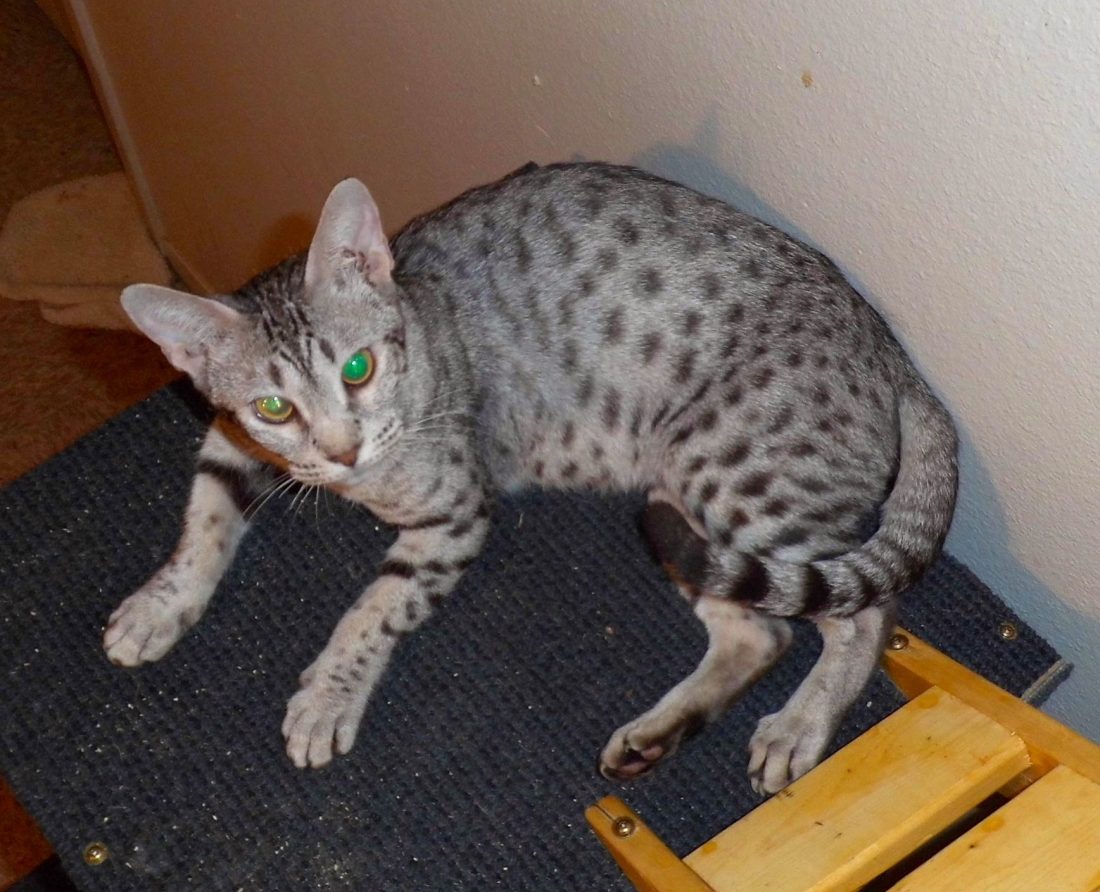 Jelly Bean, Ocicat