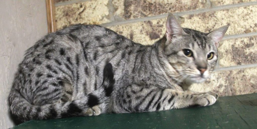 Ocicat King Rebel