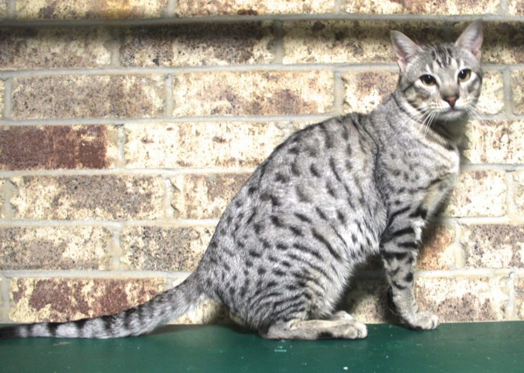 The Ocicat Cat King Named Rebel