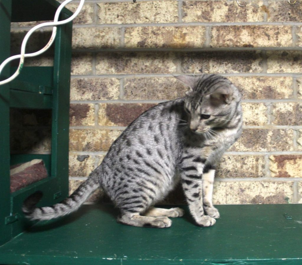 Ocicat King Rebel