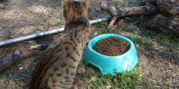Decision Made! What to Feed your Cat