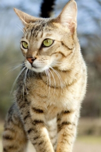 Exotic Kitten with Green Eyes Playing Outside at KezKatz Cattery