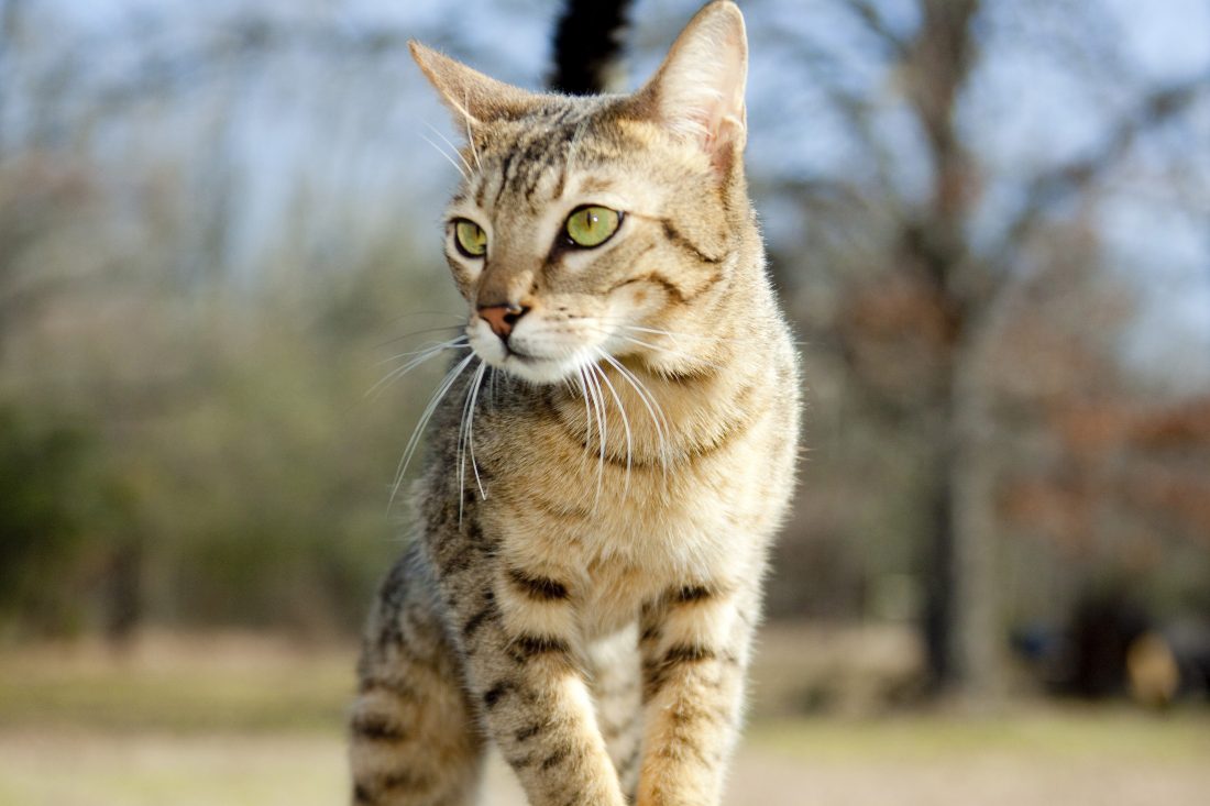 Exotic Kitten with Green Eyes Playing Outside at KezKatz Cattery