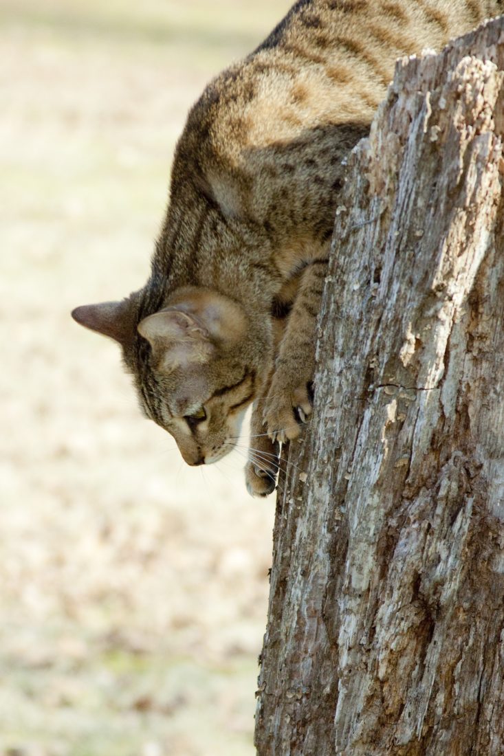 Exotic Kitten Playing Outside at KezKatz Cattery