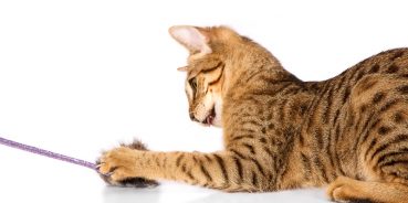 Secnidazole for Treating Giardia