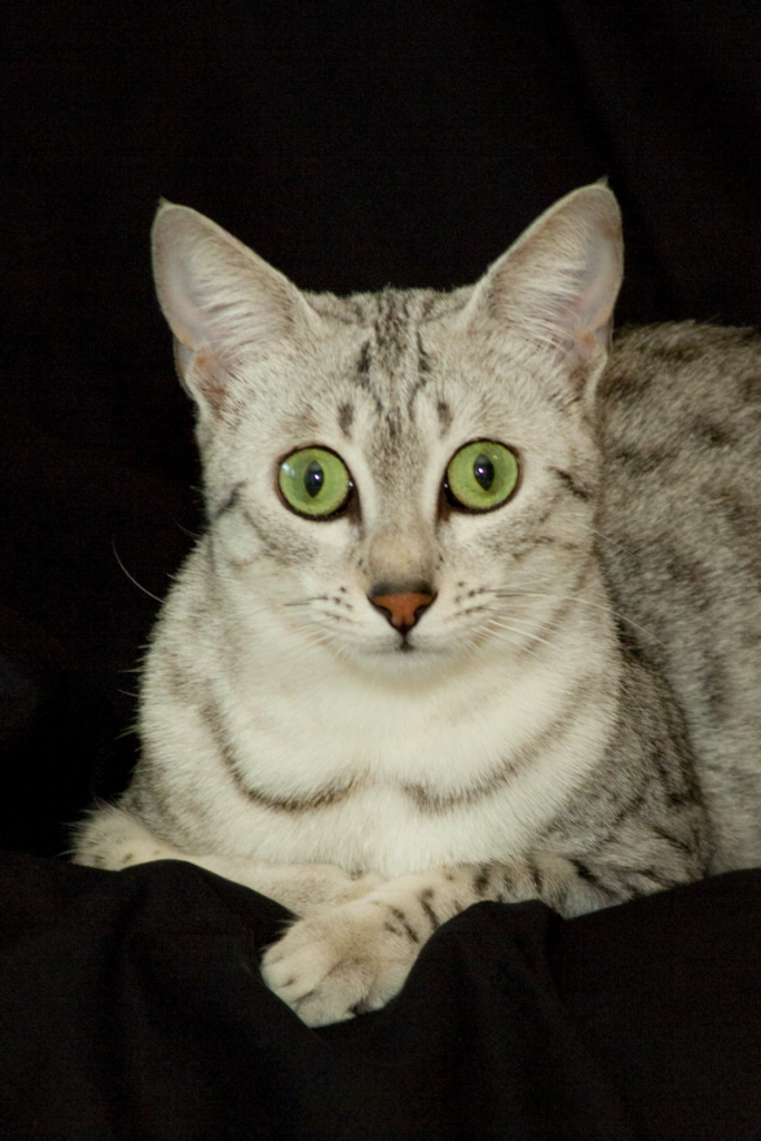 Exotic Kitten with Green Eyes at KezKatz Cattery