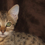 Taylor - Savannah Kittens at KezKatz Cattery