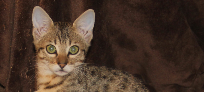 Taylor - Savannah Kittens at KezKatz Cattery