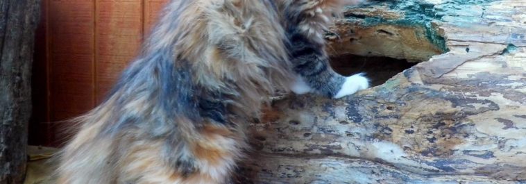 “Tear” Beautiful Rescue Long Hair Female Kitten