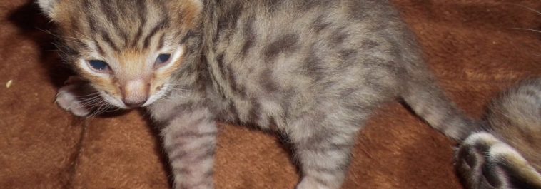 Savannah Female # 3