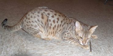 Is Gum Disease In Savannah Cats Genetic?
