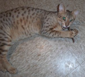 Savannah Cat Chewing Matatabi Stick For Oral Hygiene 