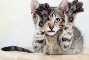 cat declawing - should I have it done?