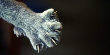 Onychesctomy Declawing A Cat