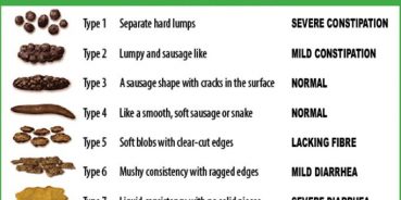 Cat Poop The Feces Score Chart