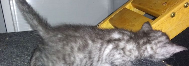 Smoke Egyptian Mau Male Kitten born 10-21-19
