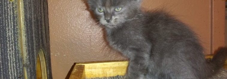 Baker, Rescue Russian Blue