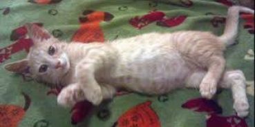 Feline Infectious Peritonitis