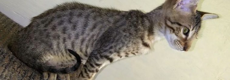 3FC Savannah Male kitten