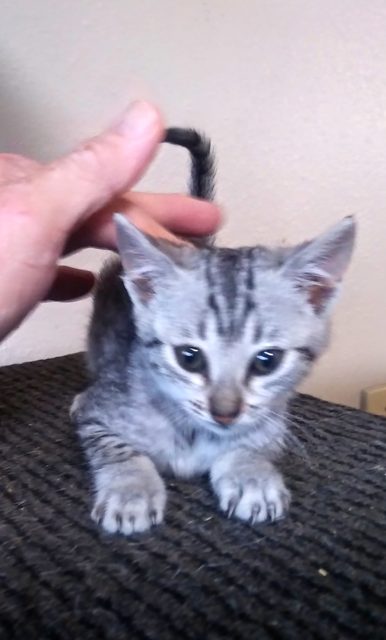 Egyptian Mau Kittens at KezKatz Cattery