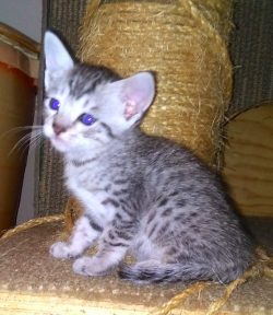Silver Egyptian Mau Kittens
