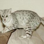 Ankhesenpaaten - Egyptian Mau Kittens at KezKatz Cattery