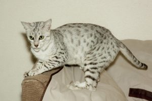 Ankhesenpaaten - Egyptian Mau Kittens at KezKatz Cattery