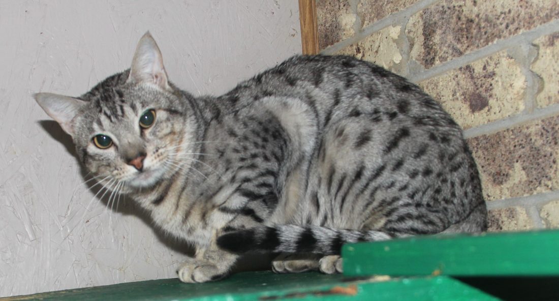 Rebel - Ocicat Kittens at KezKatz Cattery