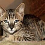 Signal - Savannah Kittens at KezKatz Cattery