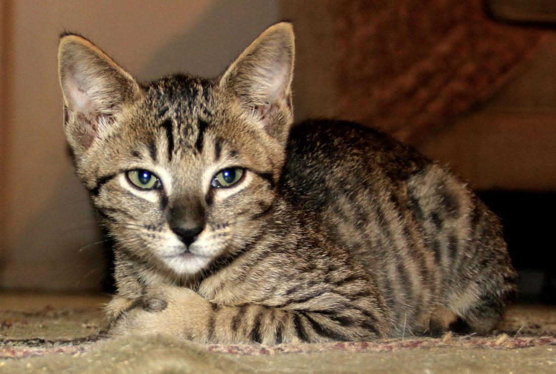 Signal - Savannah Kittens at KezKatz Cattery