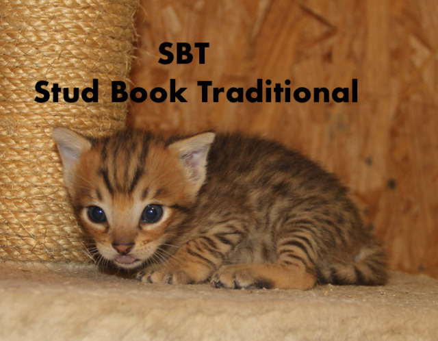 Cat Registration what is SBT?