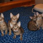 2023 Ocicat Kittens at KezKatz Cattery